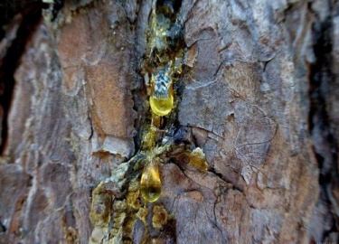 Статья рассказывает, как убрать смолу с одежды с помощью спирта, антибактериального геля для рук, жидкости для снятия лака и не только.
