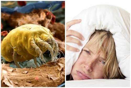 Пылевые клещи - одна из причин для сна на открытом воздухе
